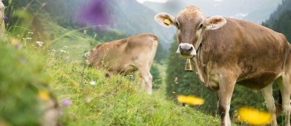 Viehscheid im Allgäu