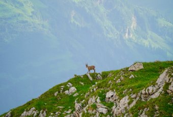 Junger_Steinbock_genießt_die_Aussicht.jpg